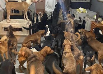 Man Brings 300 Stray Animals To His Home, Protects Them From Hurricane Delta