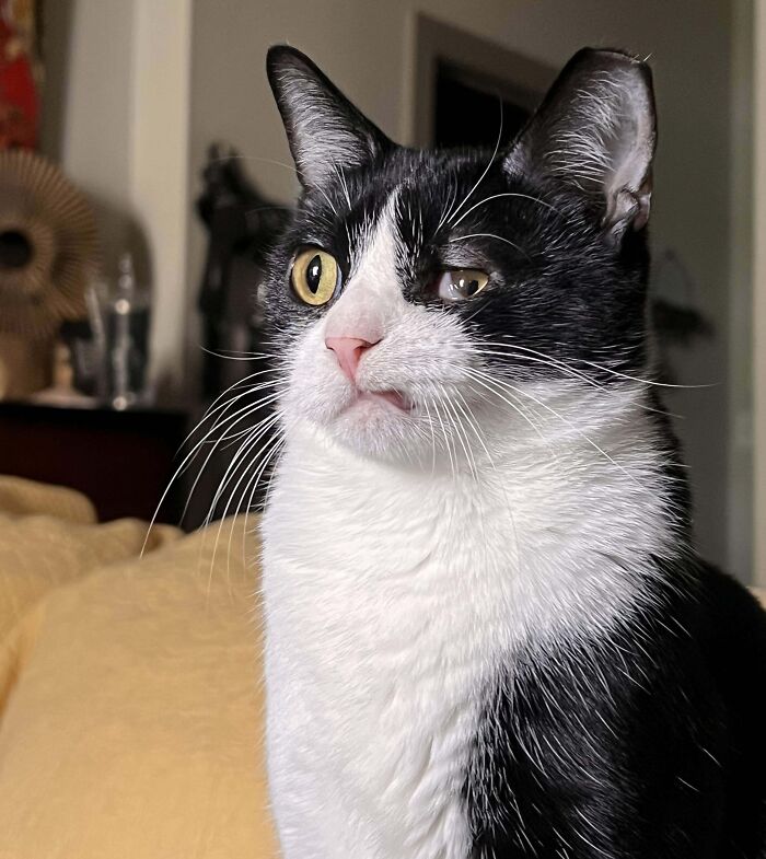 Tuxedo cat looking sophisticated yet amusing with a quirky expression, sitting indoors.
