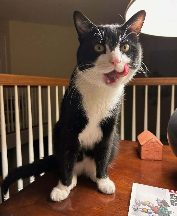 Tuxedo cat sitting on a table, playfully licking its lips in a cozy room setting.