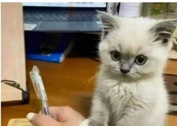 I Collected Cat Memes To Get You Through Today