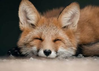 25 Close-Up Wildlife Images That Reveal Nature’s Beauty, Taken By This Finnish Photographer