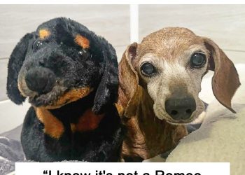 Shelter Dog Loses Her Best Friend Of 17 Years, But Then Vintage Pet Rescue Found His Plushie Twin