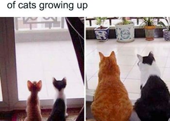 Before and after pictures of animals