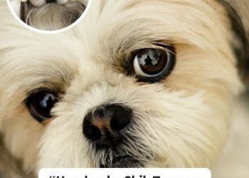 Why Shih Tzus Are The Worst Dog If You Want Low Maintenance And Zero Drama