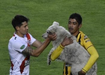 Stray Dog Interrupts A Pro Soccer Match In Bolivia, Gets Adopted By A Player Who Carried Him Off The Field