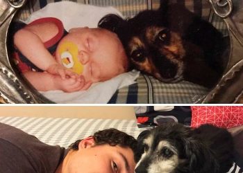 21 Truthful Memes About What It’s Like To Have A Dog