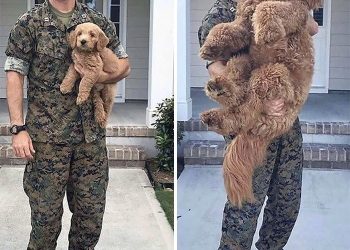 20 Photos Of Dogs Growing Up Next To Their Owners