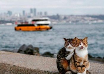 20 Adorable Memes That Prove Just How Special Cats Are