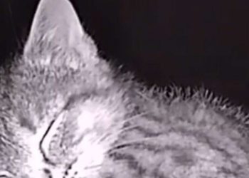 Dad Builds A Heated Cat House With Night Vision Camera To Make Sure The Stray Cats Make It Home Safely