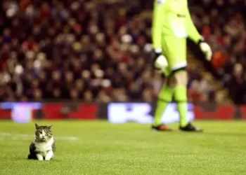 Eleven Times Animals Took Over the Pitch