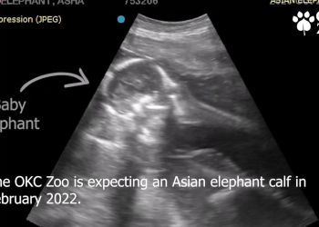 Zoo Shares An Ultrasound Of A Baby Elephant And People Find It Adorable
