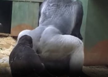 Parents Left In Shock After Gorillas Start Mating In Front Of Kids At Zoo